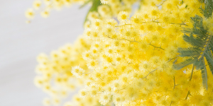 Festa della Donna - czyli dzień kobiet po włosku